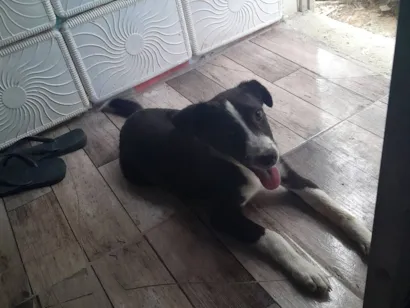 Cachorro raça SRD-ViraLata idade 2 a 6 meses nome Gotinha