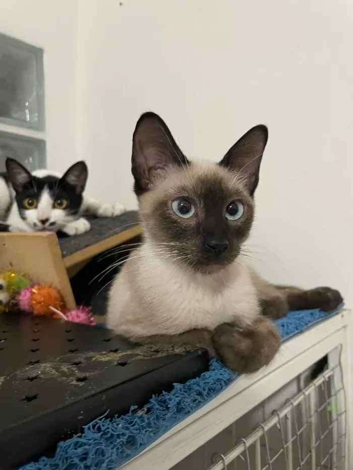 Gato raça SRD-ViraLata idade 2 a 6 meses nome Jazz