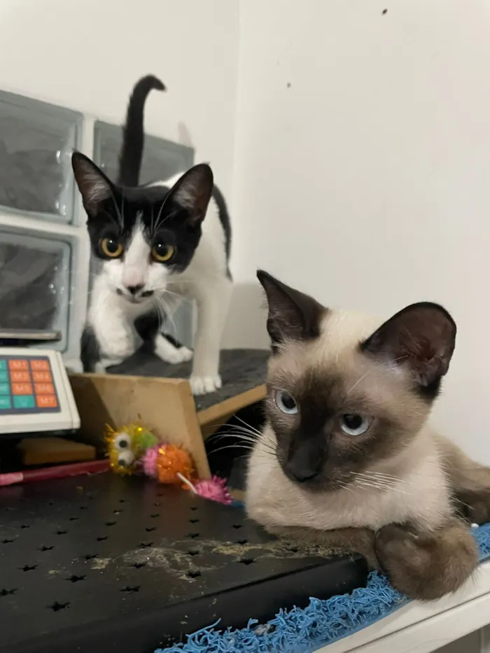 Gato raça SRD-ViraLata idade 2 a 6 meses nome Jazz