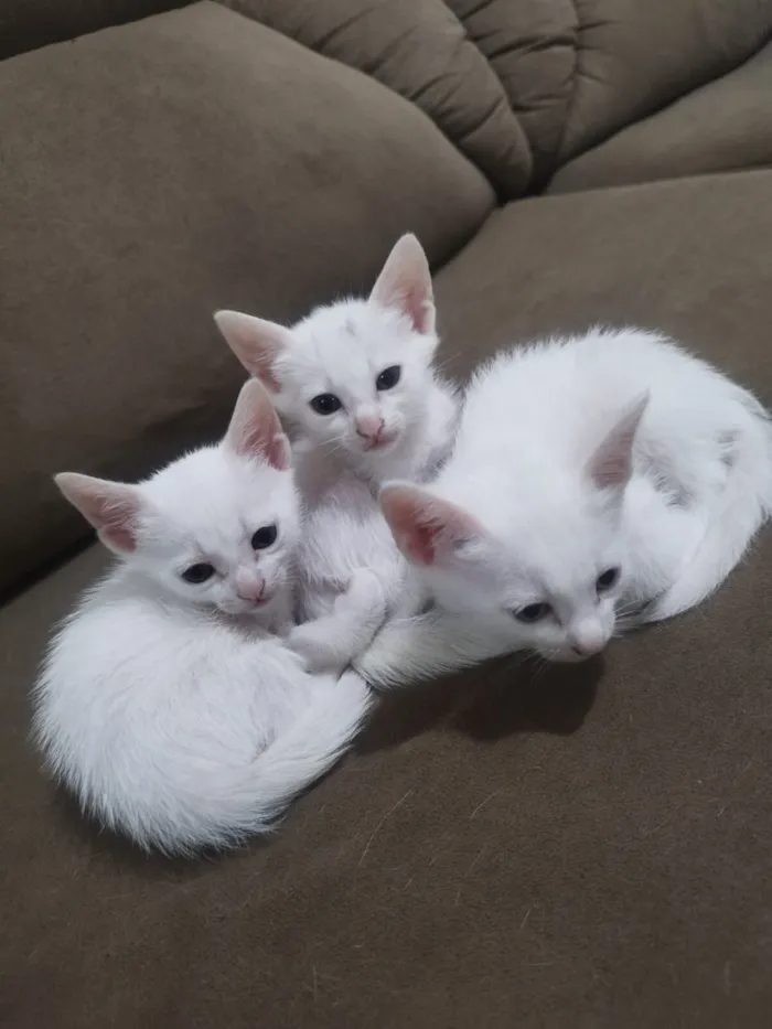 Gato raça SRD-ViraLata idade 2 a 6 meses nome Floquinho 