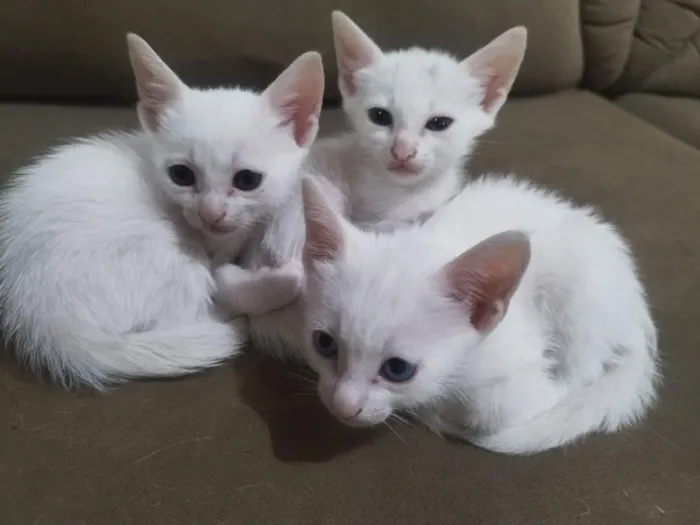 Gato raça SRD-ViraLata idade 2 a 6 meses nome Floquinho 