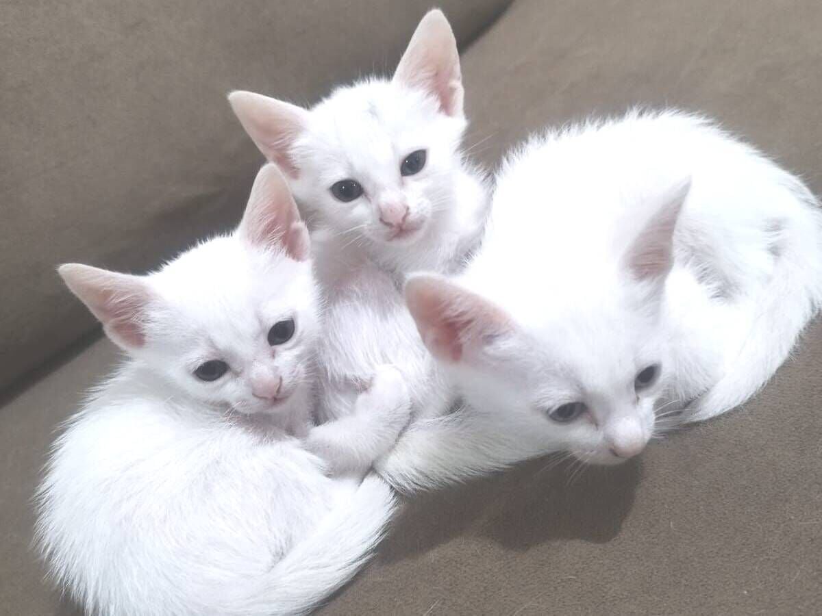 Gato raça SRD-ViraLata idade 2 a 6 meses nome Floquinho 