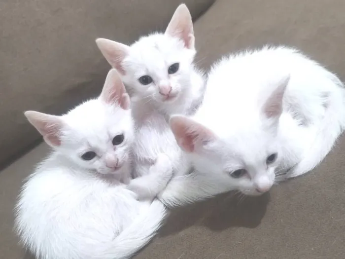 Gato raça SRD-ViraLata idade 2 a 6 meses nome Floquinho 