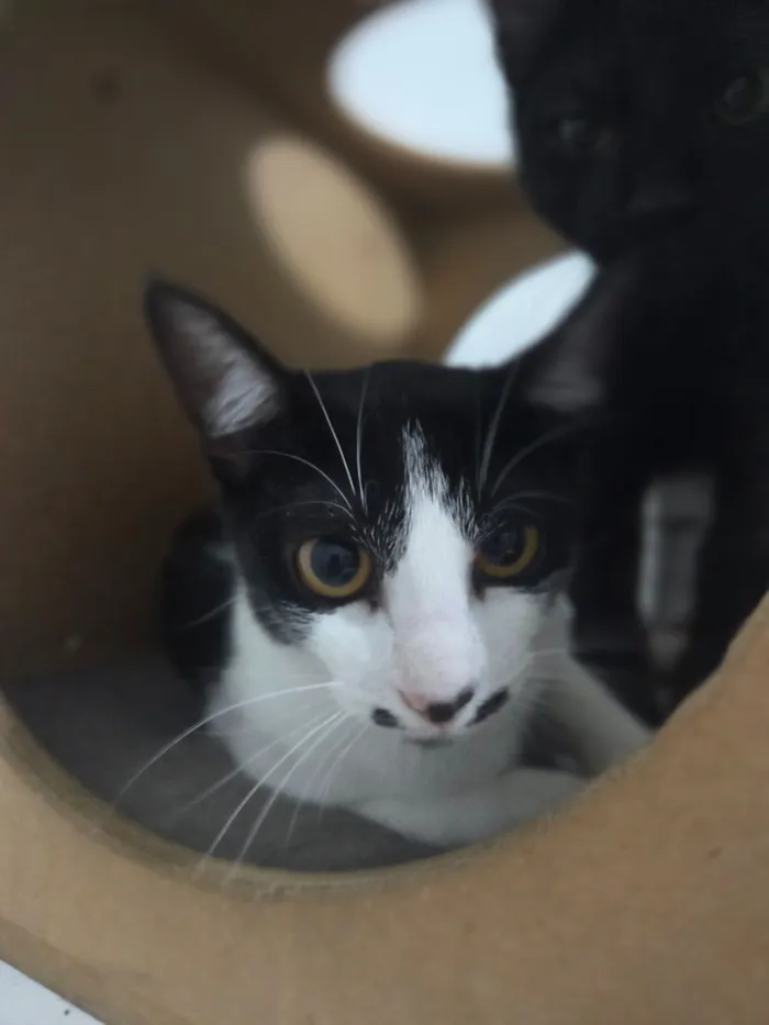 Gato raça SRD-ViraLata idade 7 a 11 meses nome Emily