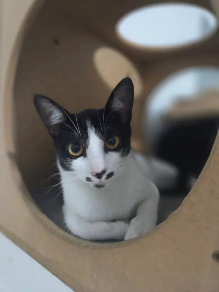 Gato raça SRD-ViraLata idade 7 a 11 meses nome Emily