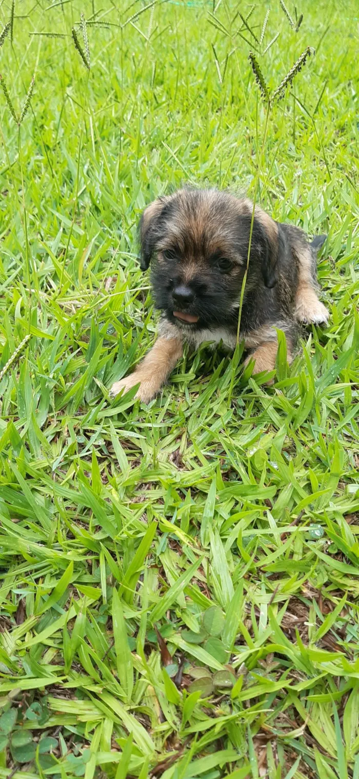 Cachorro raça SRD-ViraLata idade 2 a 6 meses nome Prince