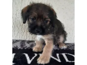 Cachorro raça SRD-ViraLata idade 2 a 6 meses nome Prince