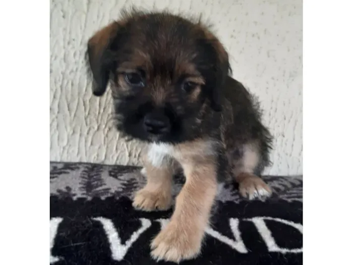 Cachorro raça SRD-ViraLata idade 2 a 6 meses nome Prince