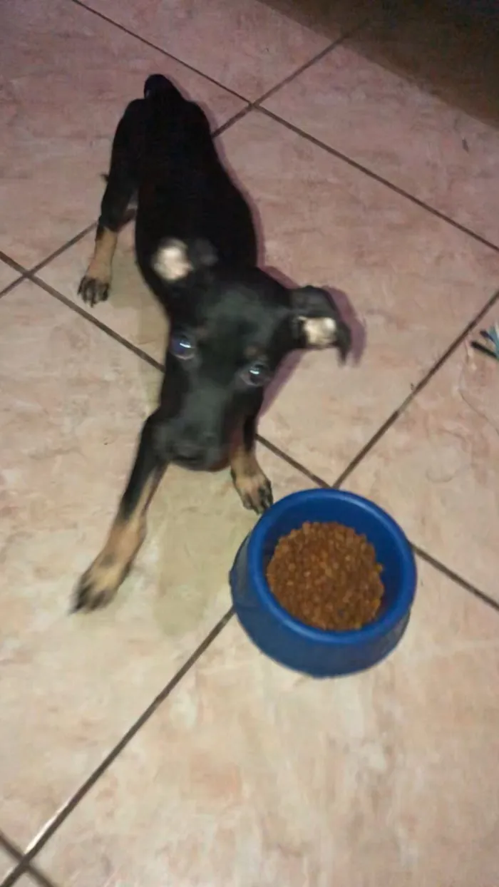 Cachorro raça SRD-ViraLata idade 2 a 6 meses nome Wisk e theo