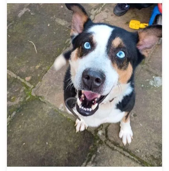 Cachorro raça SRD-ViraLata idade 2 anos nome Pascoal 