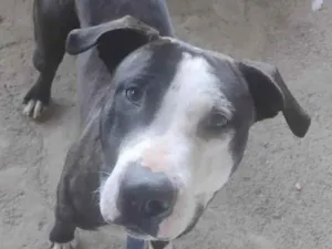 Cachorro raça Pit-Bull idade 1 ano nome Bily
