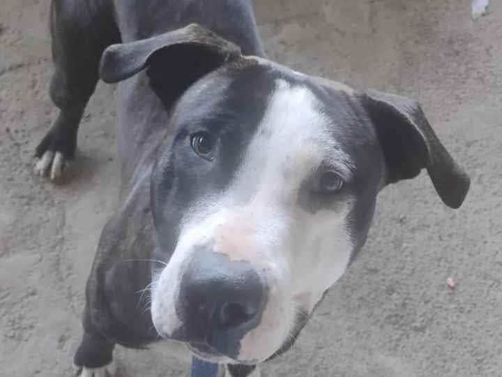 Cachorro raça Pit-Bull idade 1 ano nome Bily