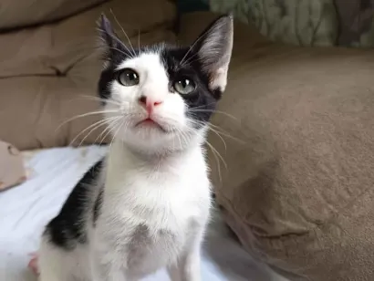 Gato raça SRD-ViraLata idade 2 a 6 meses nome Espoleta