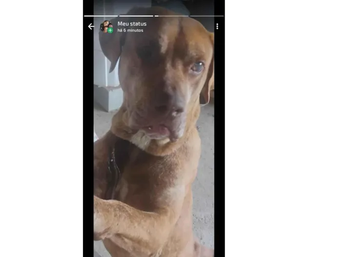 Cachorro raça Labrador idade 5 anos nome Back