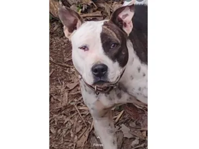Cachorro raça Pit-Bull idade 2 anos nome Akira 