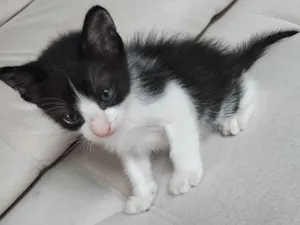 Gato raça SRD-ViraLata idade Abaixo de 2 meses nome Pipoca 