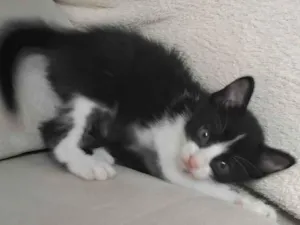 Gato raça SRD-ViraLata idade Abaixo de 2 meses nome Floquinho