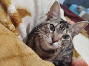 Gato raça SRD-ViraLata idade 2 a 6 meses nome Agatha  e Alexia 