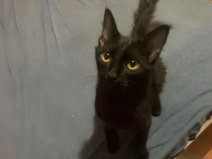 Gato raça SRD-ViraLata idade 2 a 6 meses nome Bengala