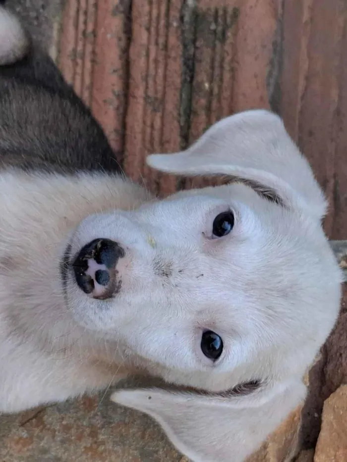 Cachorro raça SRD-ViraLata idade 2 a 6 meses nome Jade 