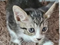 Gato raça SRD-ViraLata idade Abaixo de 2 meses nome Sem nome 