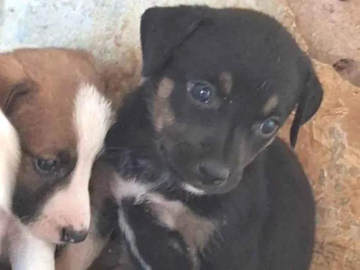 Cachorro raça SRD-ViraLata idade 2 a 6 meses nome Luna