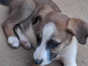 Cachorro raça SRD-ViraLata idade 2 a 6 meses nome Zumba