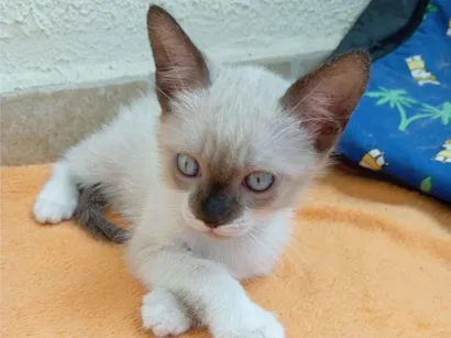 Gato raça Siamês idade 2 a 6 meses nome Paçoca 