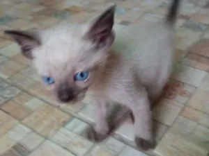 Gato raça Siamês idade 2 a 6 meses nome Sem nome