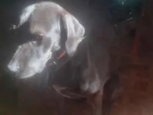 Cachorro raça SRD-ViraLata idade 2 a 6 meses nome Luke