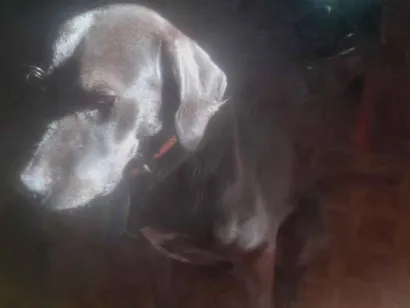 Cachorro raça SRD-ViraLata idade 2 a 6 meses nome Luke