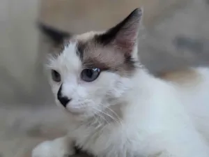 Gato raça SRD-ViraLata idade 1 ano nome Docinho