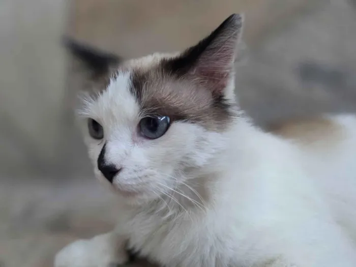 Gato raça SRD-ViraLata idade 1 ano nome Docinho