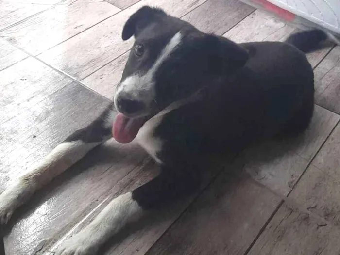 Cachorro raça SRD-ViraLata idade 2 a 6 meses nome Gotinha