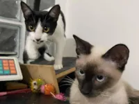 Gato raça SRD-ViraLata idade 2 a 6 meses nome Jazz