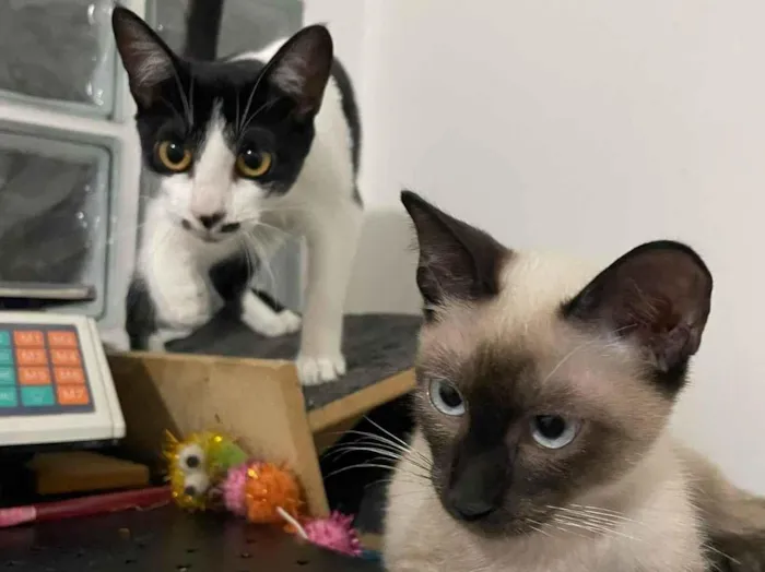 Gato raça SRD-ViraLata idade 2 a 6 meses nome Jazz