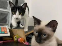 Gato raça SRD-ViraLata idade 7 a 11 meses nome Emily