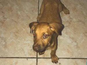 Cachorro raça SRD-ViraLata idade 2 a 6 meses nome Wisk e theo