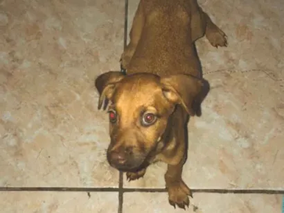 Cachorro raça SRD-ViraLata idade 2 a 6 meses nome Wisk e theo