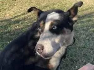 Cachorro raça SRD-ViraLata idade 2 anos nome Pascoal 