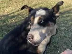 Cachorro raça SRD-ViraLata idade 2 anos nome Pascoal 