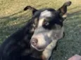 Cachorro raça SRD-ViraLata idade 2 anos nome Pascoal 