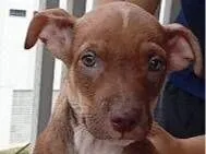 Cachorro raça SRD-ViraLata idade 2 a 6 meses nome Bibi