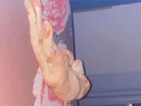 Gato raça Exótico idade Abaixo de 2 meses nome Amarelo