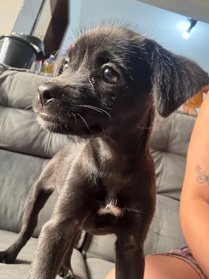 Cachorro raça SRD-ViraLata idade 2 a 6 meses nome Costelinha 