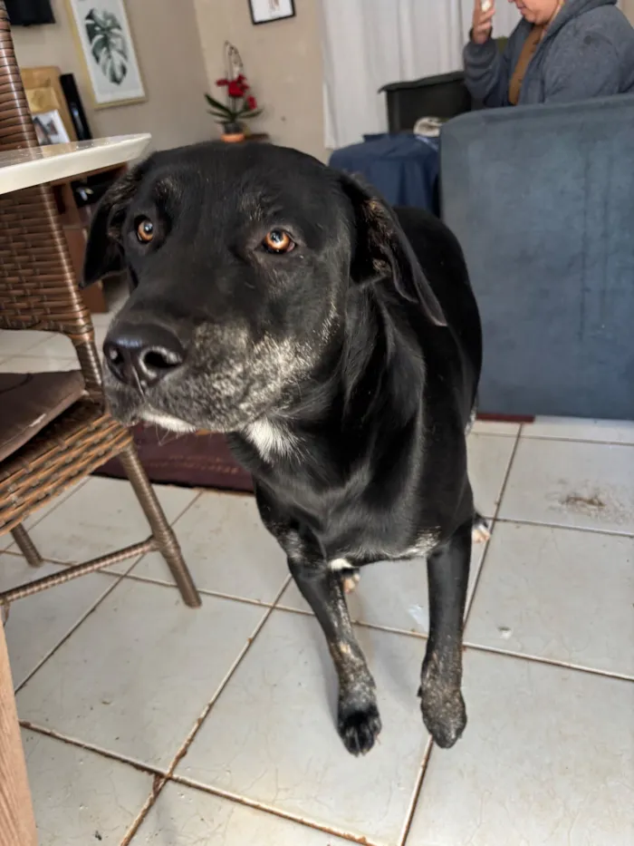 Cachorro raça SRD-ViraLata idade 2 anos nome Pantera