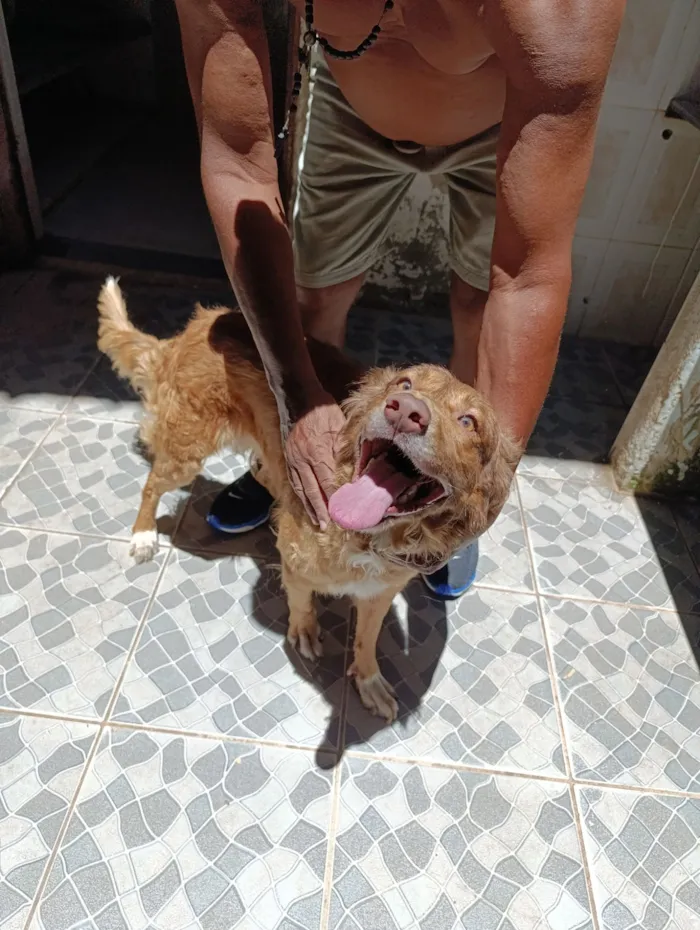 Cachorro raça SRD-ViraLata idade 1 ano nome Zeus