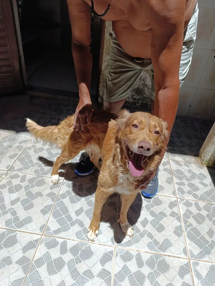 Cachorro raça SRD-ViraLata idade 1 ano nome Zeus