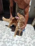 Cachorro raça SRD-ViraLata idade 1 ano nome Zeus