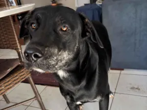 Cachorro raça SRD-ViraLata idade 2 anos nome Pantera